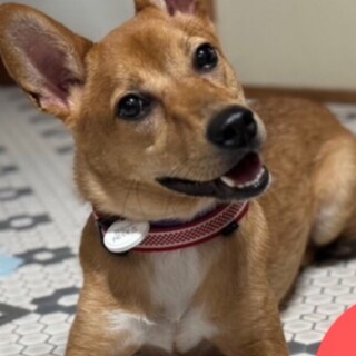 犬とお散歩が大好きなミラちゃん