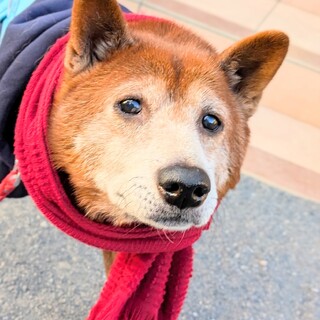 珍しい美濃柴！穏やかな性格のアローくん♪