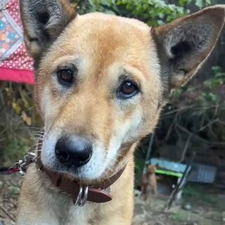 【急募】ミックス中型犬、里親募集！