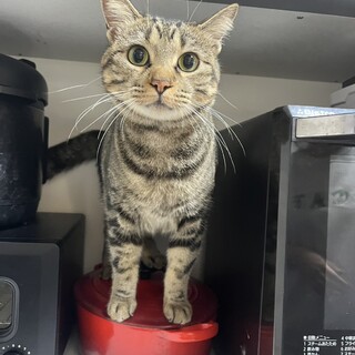 おうちの子になる準備は万端！千代丸くん