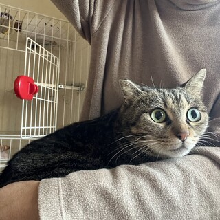 ゆっくりと人馴れ修行中　モアちゃん