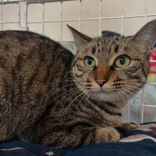 冬に大寒波で保護した子です　ダリちゃん