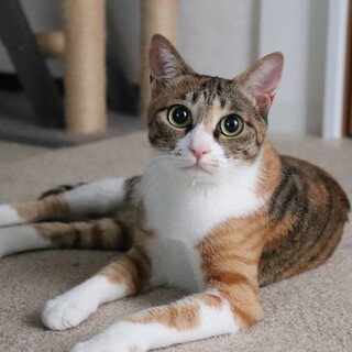 控え目だけどバタバタ遊ぶ　もみじちゃん