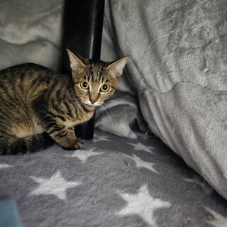 怪我から奇跡の回復力で元気に！ピザ