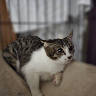 アンバーちゃん