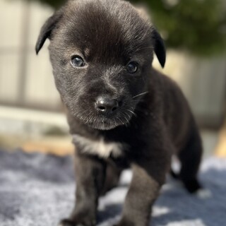 小熊みたいなハーシーくん