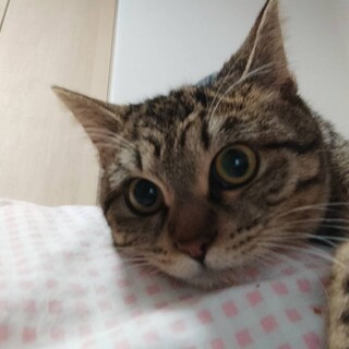 丸顔の姉妹　千里ちゃん