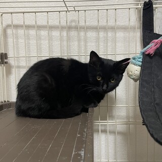 ご飯大好き、なんでもぱくぱくポポ