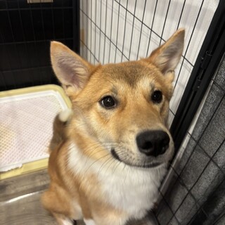 てう(旧ラテ)くん