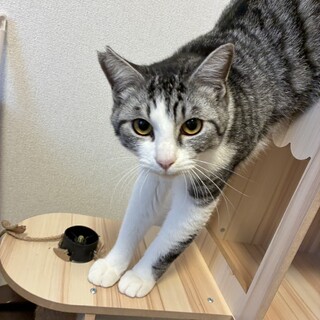 ミセロ☆アッシュくん(旧ミュウ)