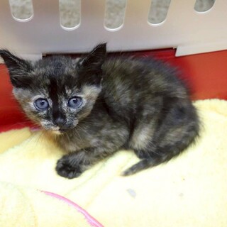 おてんばガールに成長中シャオシャオ