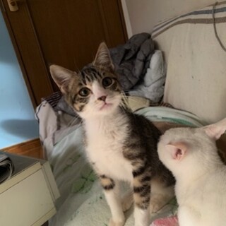 可愛い人懐こい靴下猫　山彦君