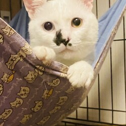 ★〓★〓★ねこの譲渡会★〓★〓★ サムネイル2