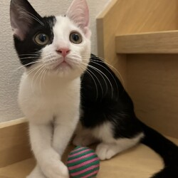 ★〓★〓★ねこの譲渡会★〓★〓★ サムネイル3