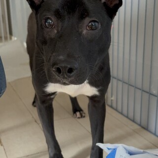 怖がりですが優しい子。家族にしてください。