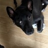 怖がりですが優しい子。家族にしてください。 サムネイル3