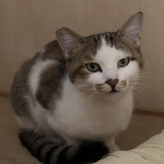 体は大きくて、ベビーフェイス