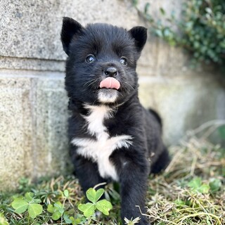 テリア風の毛並みのチェリオくん