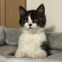 募集停止　ふわふわ可愛いハチワレ⭐️トウペくん