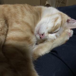 膝に乗りたい布団に入りたい猫ちゃん