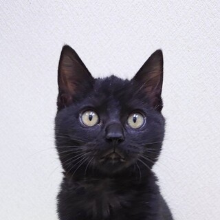 12/21高田馬場★ずんくん★まん丸黒猫兄弟