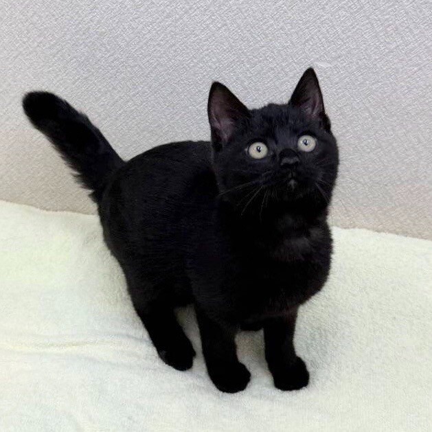 12/21高田馬場☆ずん」東京都 - 猫の里親募集(532764) 6枚目の画像