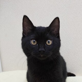 12/21高田馬場★むっくくん★まん丸黒猫兄弟