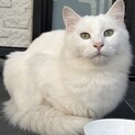 医療全て終わってます♥もふもふ♥品のある白猫オス