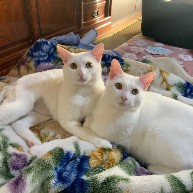 ねこすきエアーのカバー写真