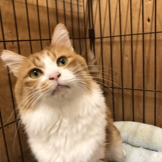 甘えん坊な茶白の長毛チョウくん