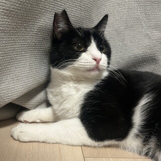 【綺麗な黄色の目が可愛い男の子】ブルーノくん