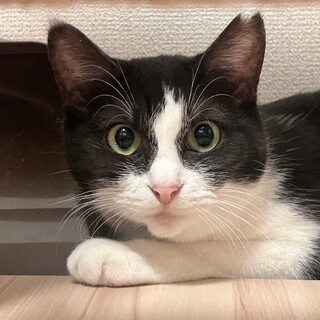 【ぱっちりお目目のお母さん猫】マリルちゃん