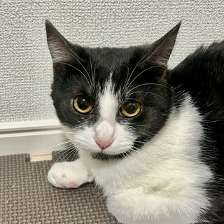 【マイク模様がチャームポイント✨】プリンちゃん