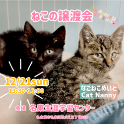 可愛いにゃんこの譲渡会￼