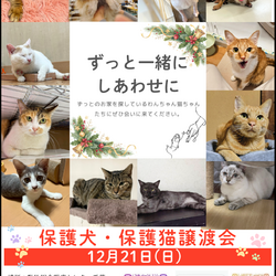 保護犬　保護猫譲渡会