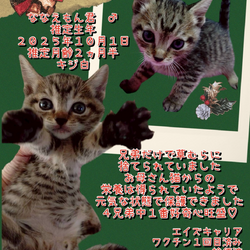 保護犬　保護猫譲渡会 サムネイル3