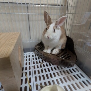 ミニウサギの男の子