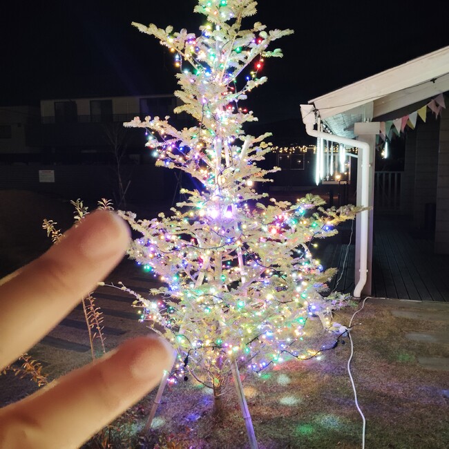 柴犬の花子とさくらのカバー写真