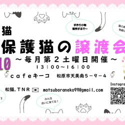 松猫 保護猫の譲渡会