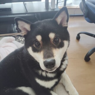 里親を募集します！