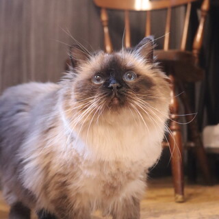 ツンデレなシェリちゃん