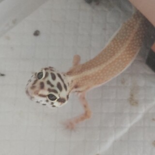 里親を募集します！