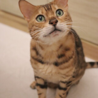 やんちゃガールベアちゃん！