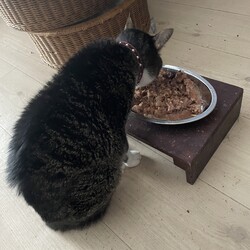 トムさん、再び食欲不振(´Д' )