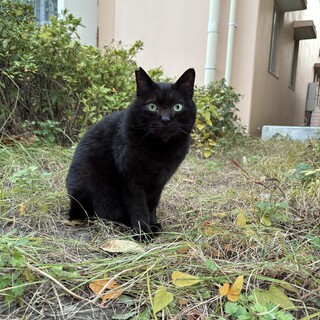 ぼくのパパ＆ママになってください