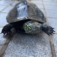 カメちゃん（カメ） :: ペットのおうち【里親決定30万頭！】