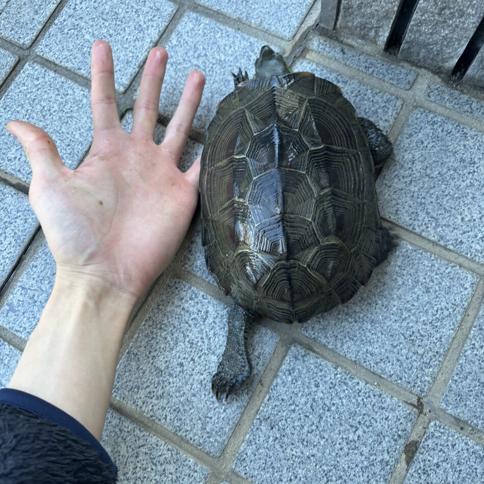 かめのカバー写真