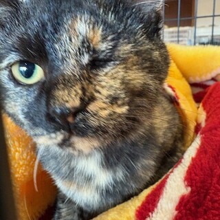 片目が見えないてんちゃん