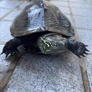 亀を手渡しで引き取ってくれる方募集中