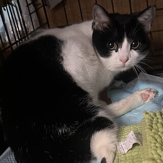 下半身不随でも頑張っています！お顔可愛いシノちゃん